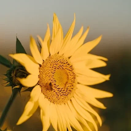 sunflower-9373246_640 sunflower-9373246_640